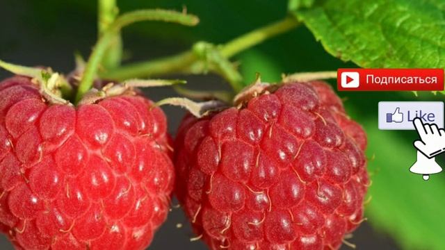 Уход за малиной в весенний период, подвязка, мульча, удобрение, грунт, почва, полив, обрезка малины смотреть онлайн