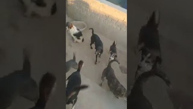 Приют "Четыре дыры" ! Стройка в самом разгаре. смотреть онлайн