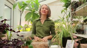 Мох сфагнум - полезная штука для растениеводов / всё о полезных свойствах мха сфагнума