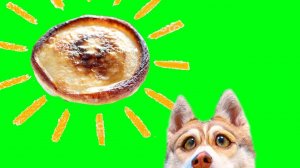 ОЛАДУШКИ ЧЕЛЛЕНДЖ!! (Хаски Бублик) Говорящая собака Mister Booble