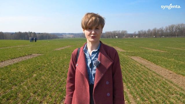 Причины поражения озимых зерновых - сроки сева. смотреть онлайн