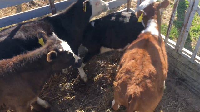 Продал своих телят смотреть онлайн