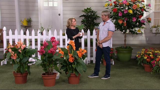 Cottage Farms 3-pc Tropical Dream Cannova Canna Collection on QVC смотреть онлайн