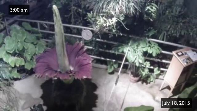 Odie: Blooming of a Titan Arum смотреть онлайн