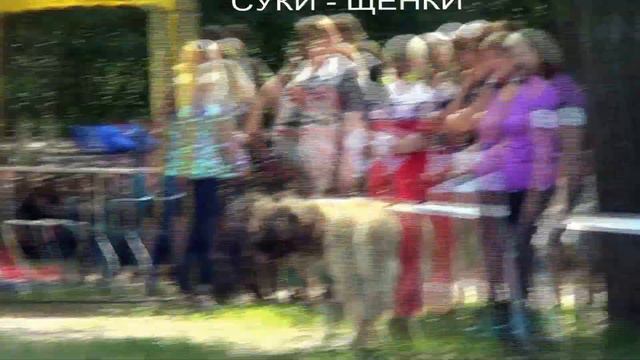 КАВКАЗСКИЕ ОВЧАРКИ, 03.07.2016 ВЫСТАВКА ПК, МОСКВА. КЛАСС БЭБИ, ЩЕНКИ. www.r-risk.ru +79262205603 смотреть онлайн