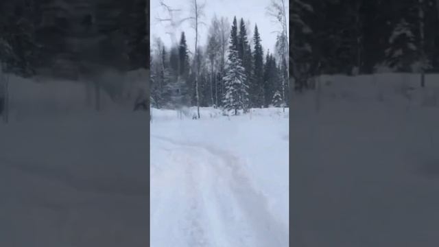 Выезд на делянку! смотреть онлайн