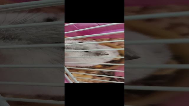 новый корм рекомендую смотреть онлайн