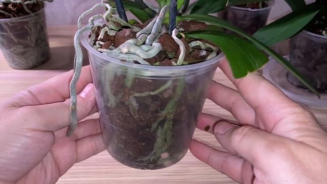 ПОЛИВ ОРХИДЕЙ (ОТПАИВАНИЕ) после почты и подробно рассматриваем корни орхидей смотреть онлайн