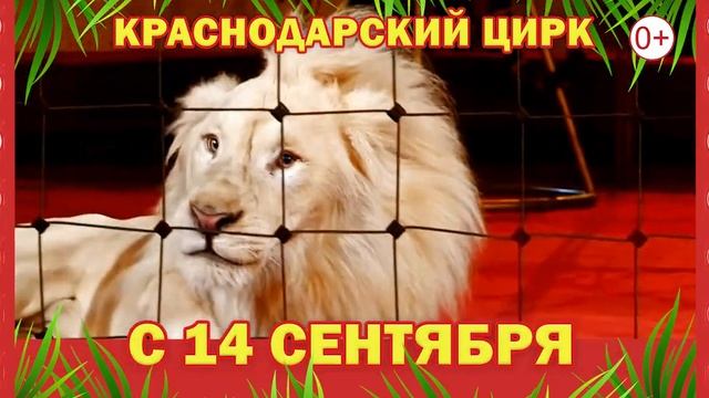 Краснодарский цирк. Гиганты Африки (5 сек) смотреть онлайн