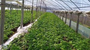 Ранний картофель 08.04.2023. Неделя после подкормки Бенефитом.