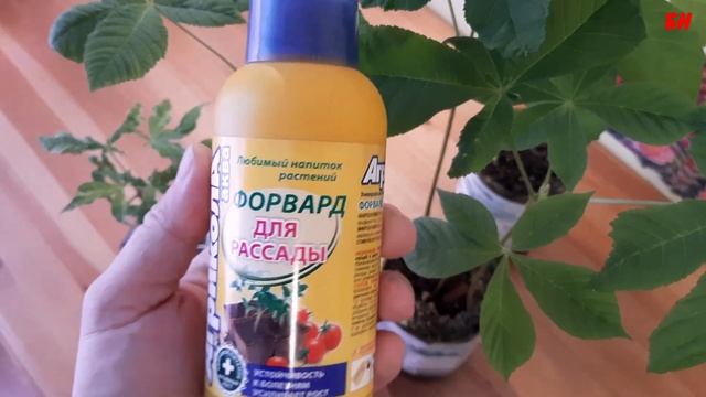 выращиваю каштан на гидропонике смотреть онлайн