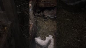 Отек вымени у козы. Что делать, как помочь козе