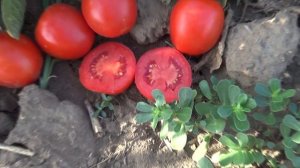 Высокоурожайный томат сливка UG124 F1