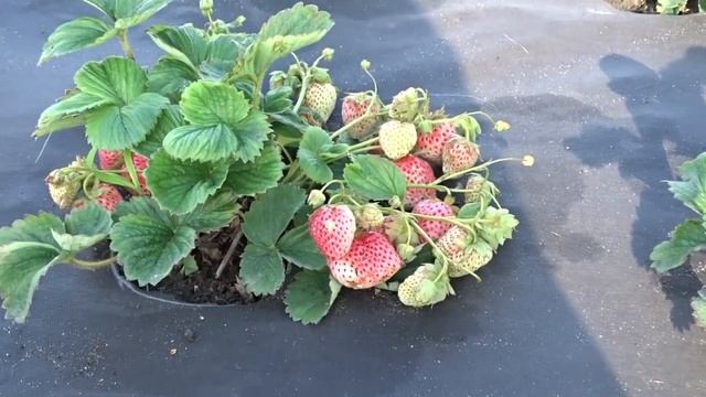 Необычная и вкусная! Земляника Белый Швед смотреть онлайн