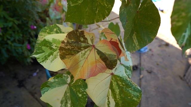 Variegated Sea HIbiscus Spotlight смотреть онлайн