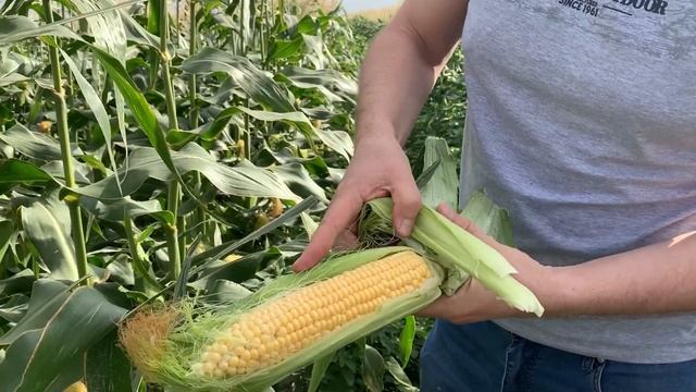 Лискам - ранняя сладкая кукуруза, созревание 73-74 дня. смотреть онлайн