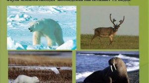 Заповедники 2.Крупнейшие заповедники России.