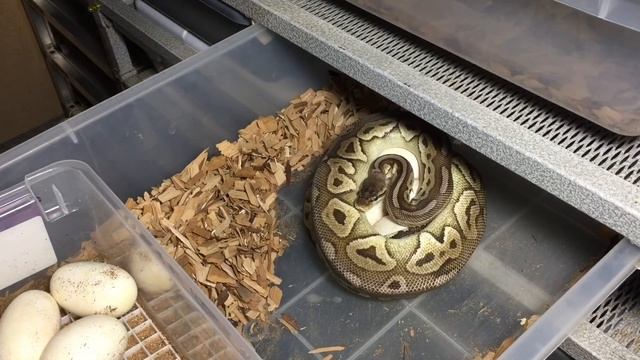 Clutch #1: PCS X Pewter Ball Python Breeding 2017 смотреть онлайн