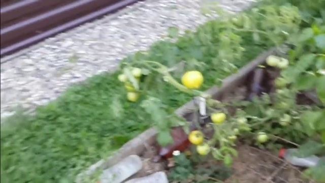 Уличные томаты - реально, если знать нужные сорта. смотреть онлайн