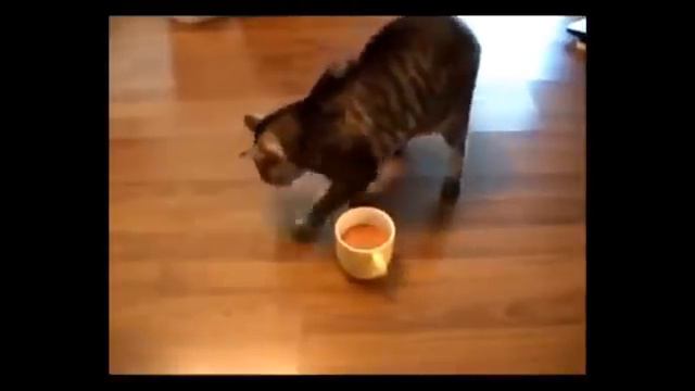 Кот и кофе смотреть онлайн