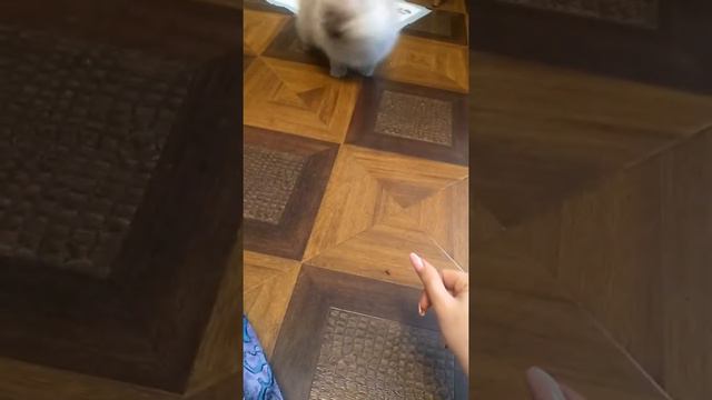 Померанский шпиц Арчи(2месяца) Команда "Нельзя". смотреть онлайн