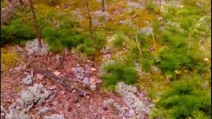 Прогулка в сосновом бору. В лес за грибами. Красивый сосновый бор