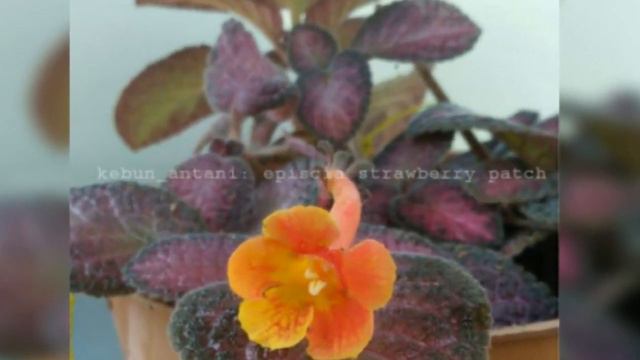 Koleksi episcia bunga oren смотреть онлайн