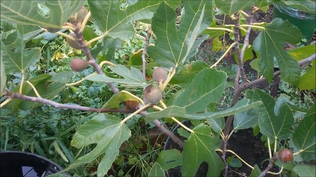 Инжир. Выращивание в горшках . смотреть онлайн