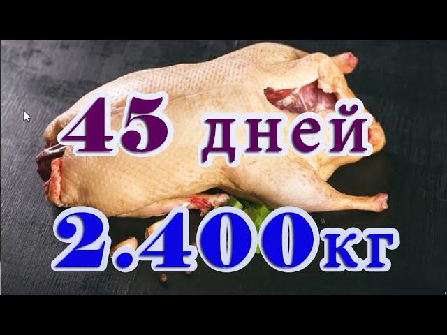 Шикарный вес потрошеной тушки ST5 в 45 дней! Невероятно вкусное мясо утки! смотреть онлайн