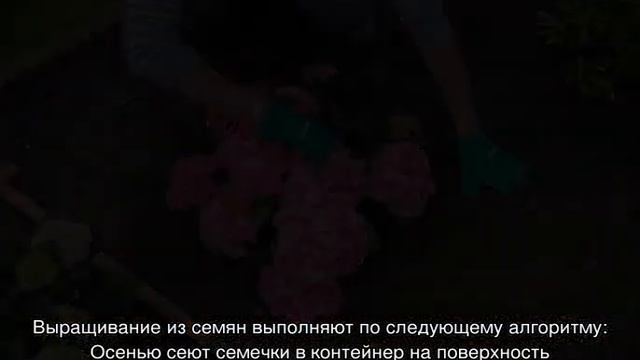 Гортензия Букет Роуз (Bouquet Rose) крупнолистная смотреть онлайн