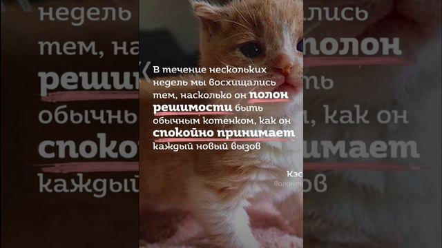 Больного, глухого котёнка все бросили и он остался совсем один на улице, без еды и без воды... смотреть онлайн