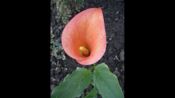 Каллы (Зантедеския). Что я делаю, что бы мои каллы цвели и успешно перезимовали.