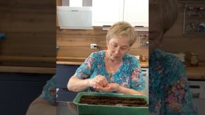 Способ, гарантирующий ровные и быстрые всходы лука из семян (чернушки)