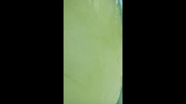 11. бассейн зазеленел! pool's green! смотреть онлайн