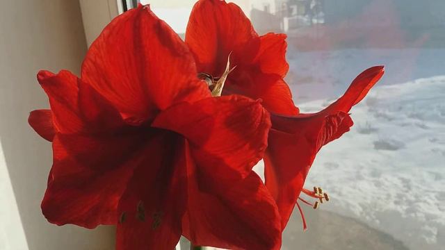 Цвітіння гіпеаструма Flowering hypeastrum смотреть онлайн