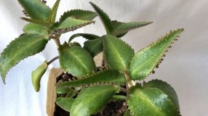 Каланхоэ – домашний доктор! Польза и вред растения