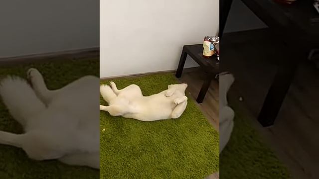 Белая хаски#утро1января смотреть онлайн