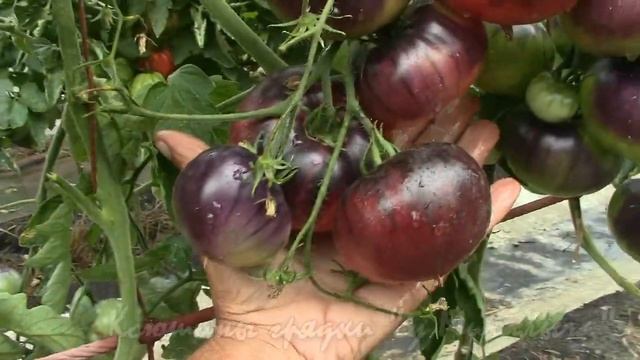 О сортах томатов ЭКЗОТИКА НА НАШИХ ГРЯДКАХ смотреть онлайн