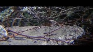 Охота на сурка с PCP пневматикой