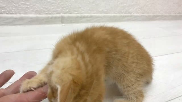 The Scariest Kitten In The World Is Trying To Bite Daddy's Finger