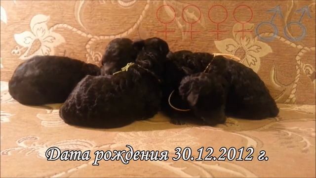 Пудель малый серебристый Щенки Питомник Мон Ренессанс смотреть онлайн