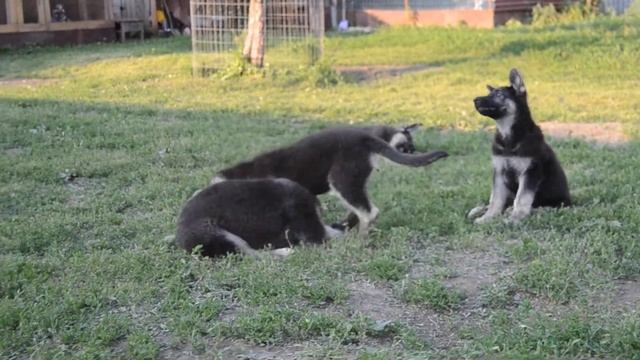 Щенки вео питомника Веолар* смотреть онлайн