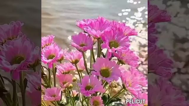 ?Тромбофлебит. Исцеление матрицей Гаряева смотреть онлайн