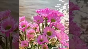 ?Тромбофлебит. Исцеление матрицей Гаряева