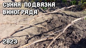 Сухая подвязка винограда.