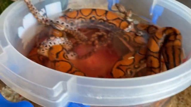 Роды змеи в воде! Разведение радужного удава! смотреть онлайн