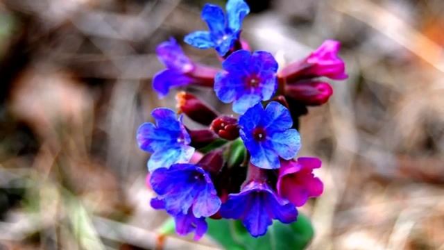 Медуница лекарственная. Лекарственные травы смотреть онлайн