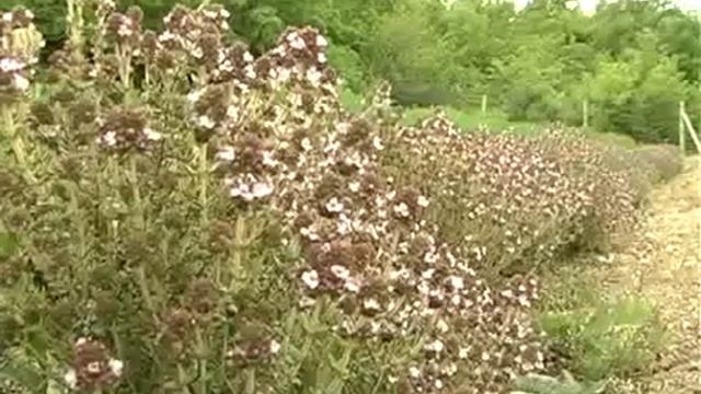 СЕКРЕТЫ КРАСОТЫ, МОЛОДОСТИ И ЗДОРОВЬЯ смотреть онлайн