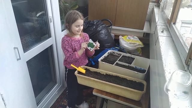 Домашние профи. Посадка укропа петрушки и лука. на балконе. смотреть онлайн