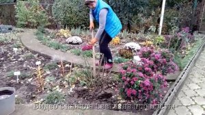 Старые розы  Пересадка  Омоложение Размножение   Метод деления куста